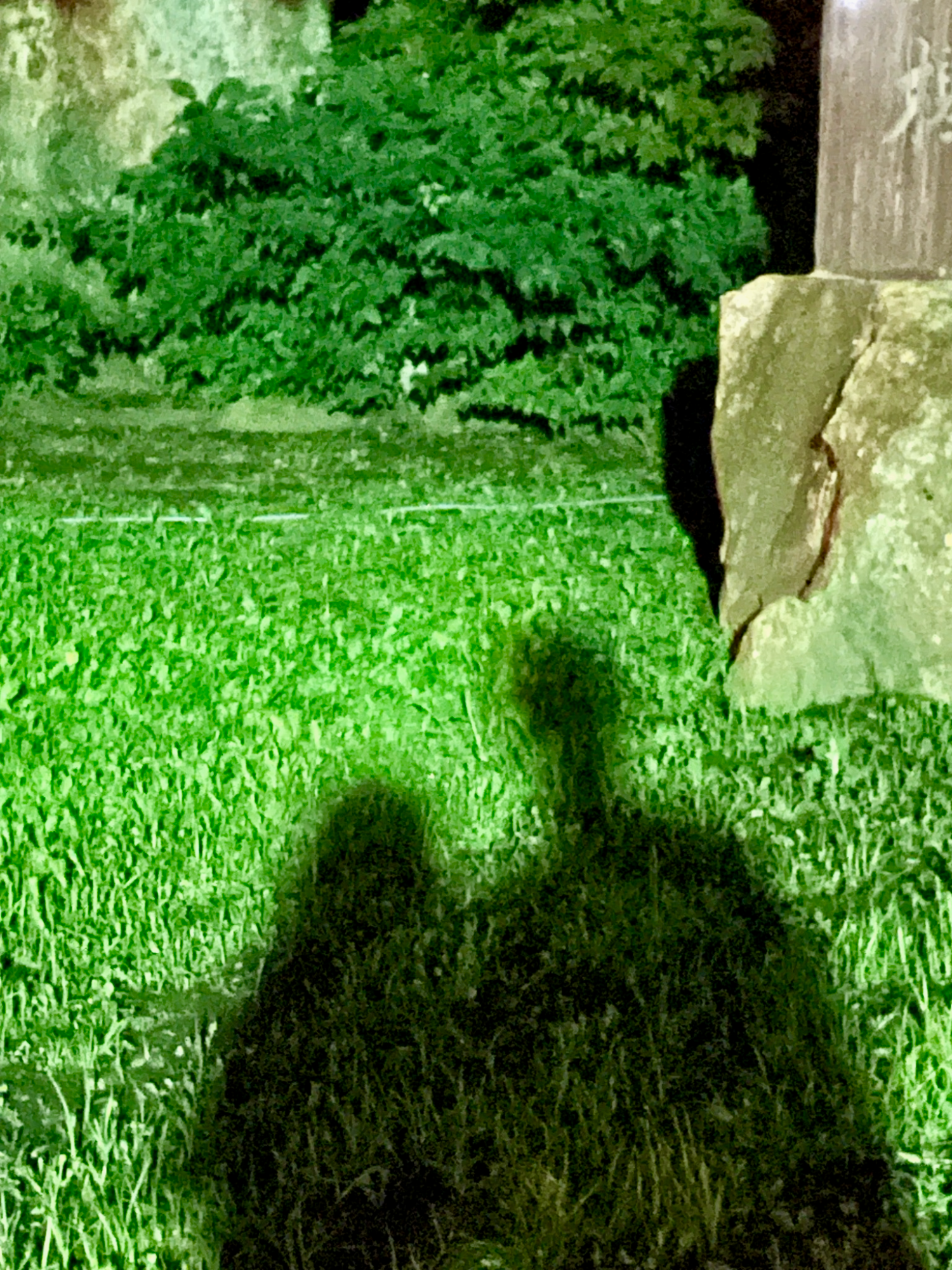 1,500年の大けやきと創業者の影